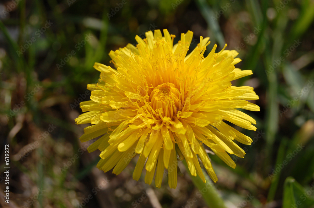 taraxacum taraxacum