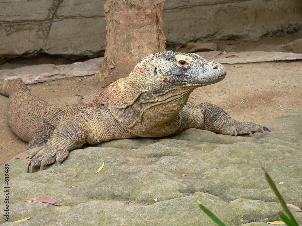 lizard lizard