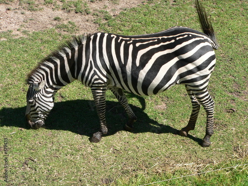 zebra