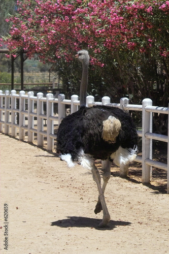 edler straußenvogel photo