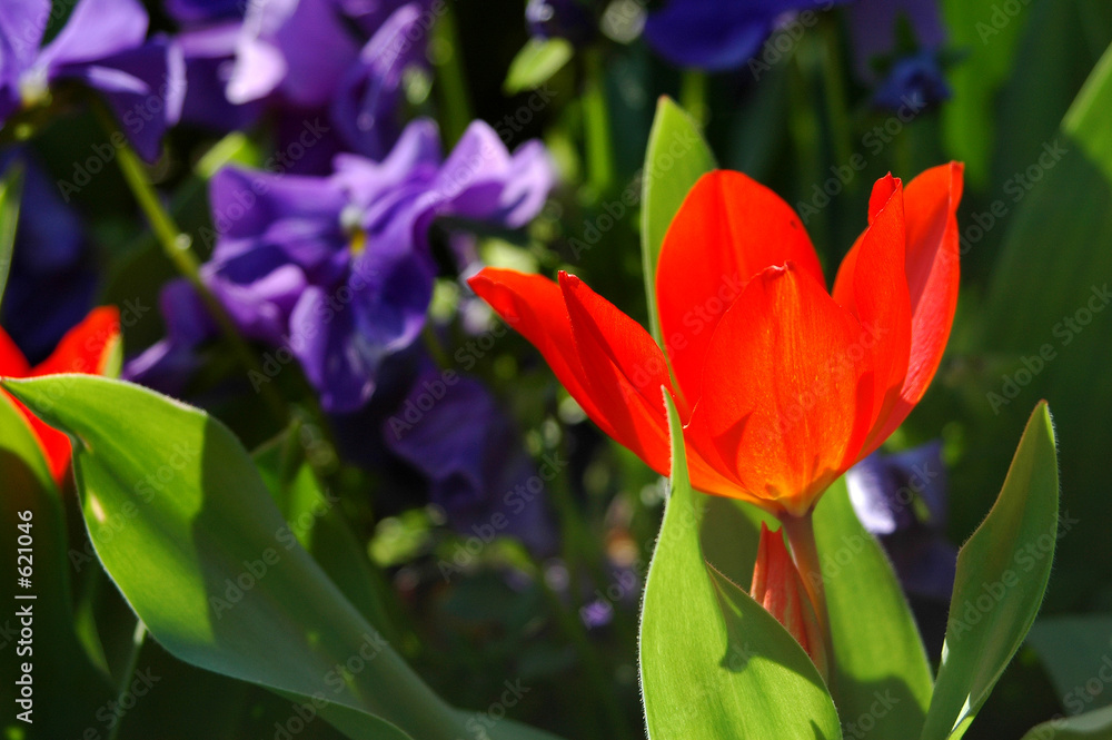 Naklejka premium red tulip and purple flowers