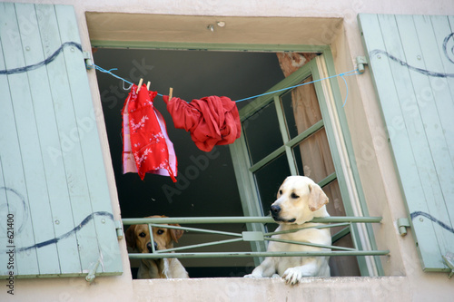 Photography dogs in window