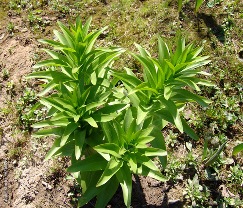 lily plant 2 photo