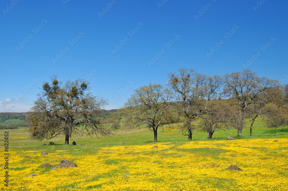 springtime meadow