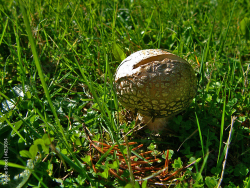 lone mushroom