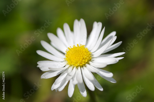 isolated white daisy