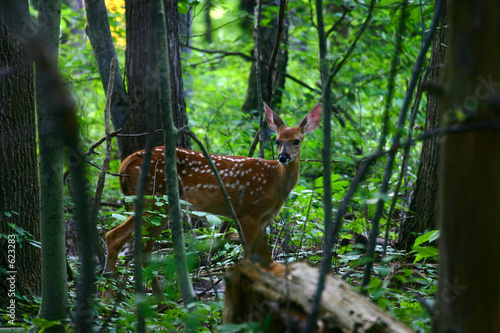 summer fawn