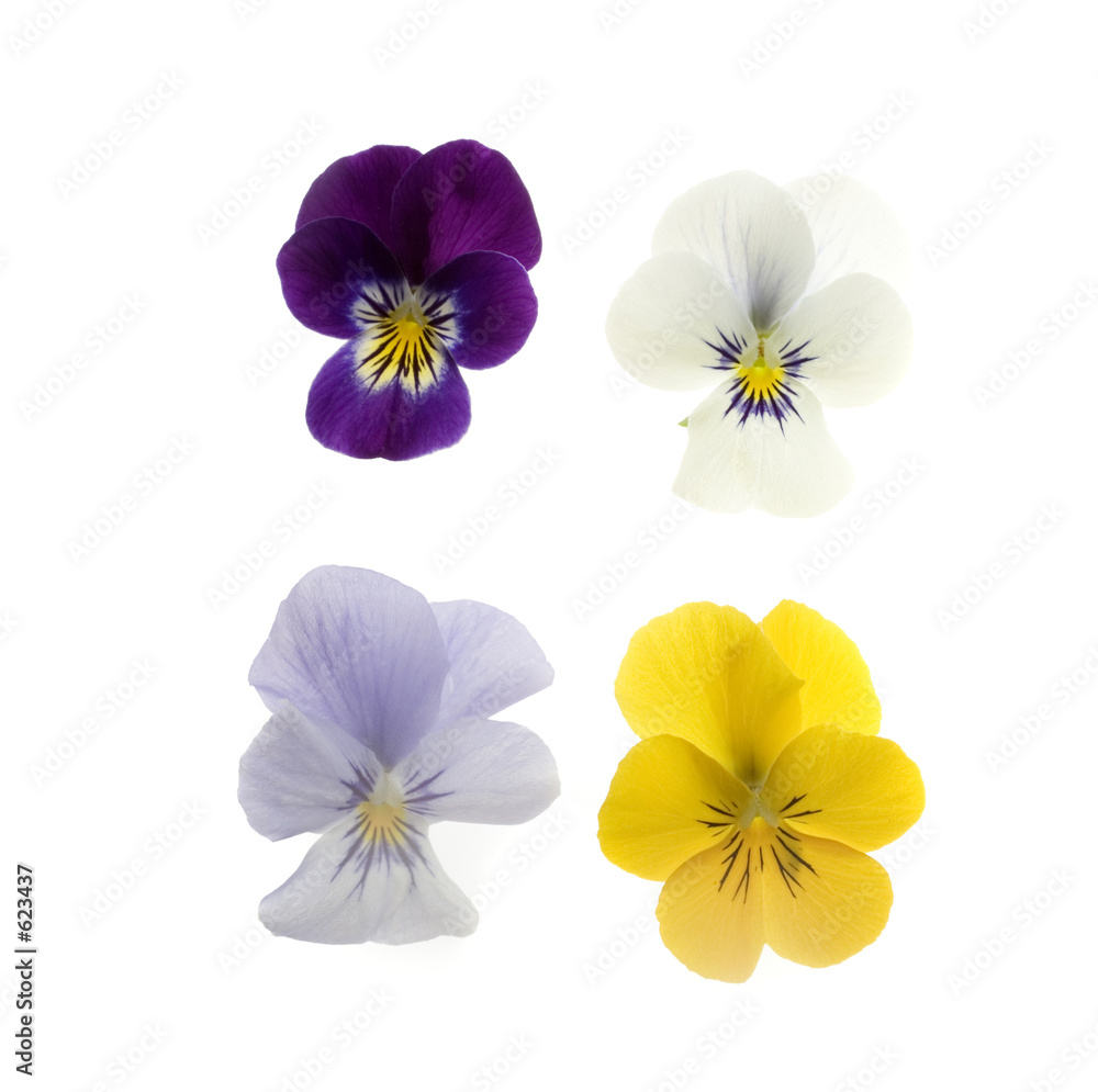 four pansies on white four pansies on white