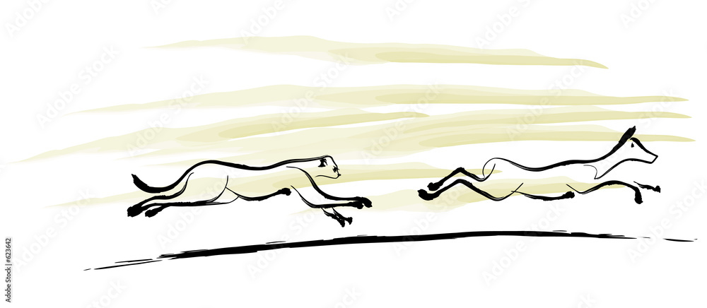 cheetah chase cheetah chase