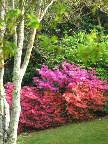 jardin