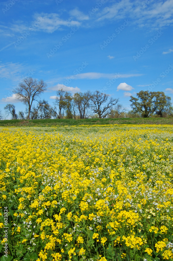 springtime meadow