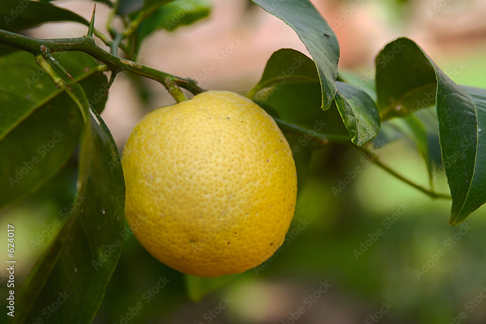 closeup of a fresh lemon on the tree
