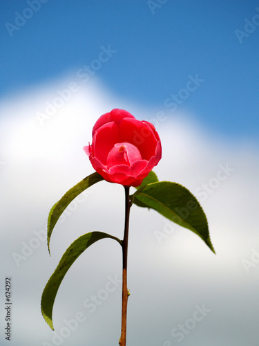 camellia