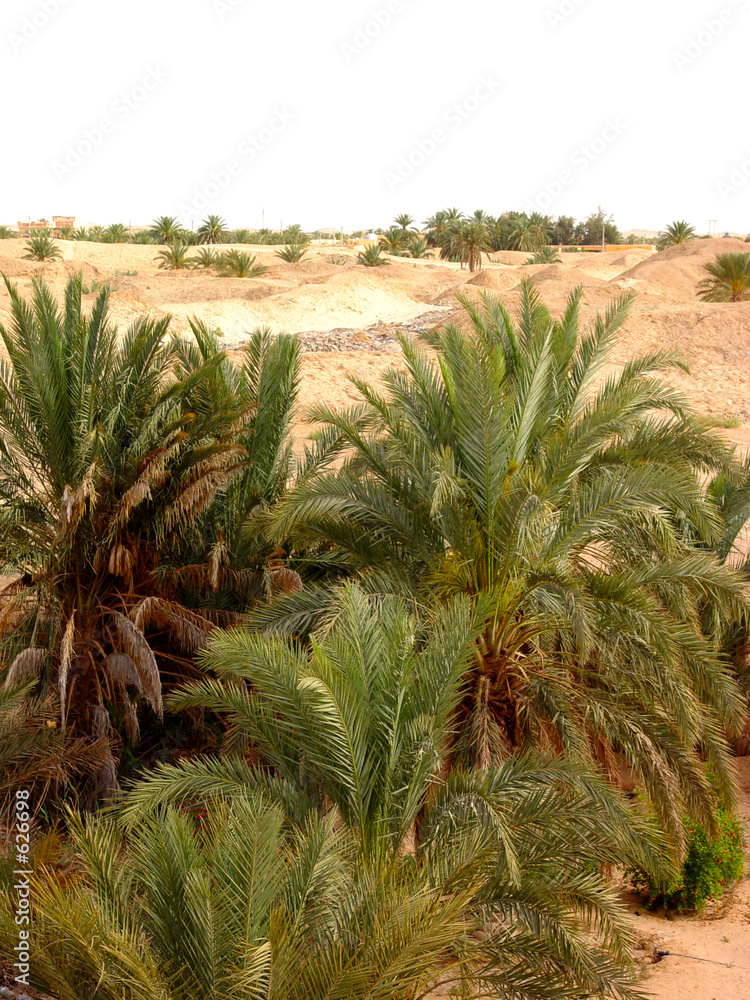 sahara12 sahara12