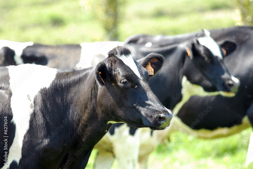 Foto prim holstein