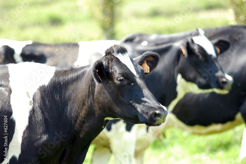prim holstein