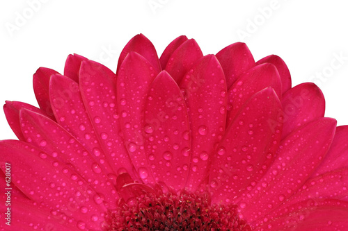 red gerbera isolated