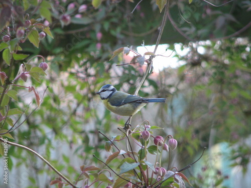 blue tit in clematis