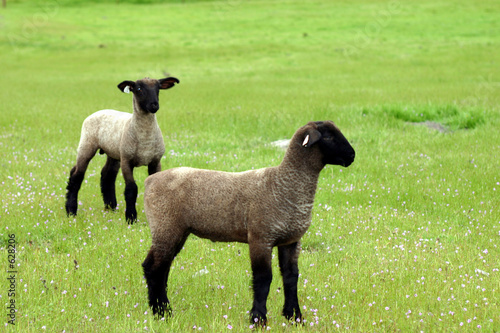 lambs in the spring