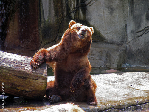 barroom bear