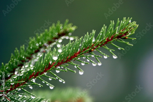 morning's dew
