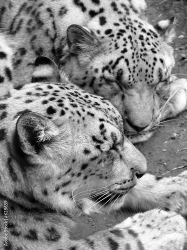 snow leopards