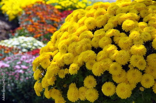 sunburst of mums