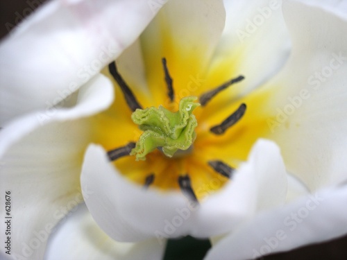 the tulip in bloom