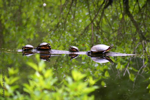 turtle on parade