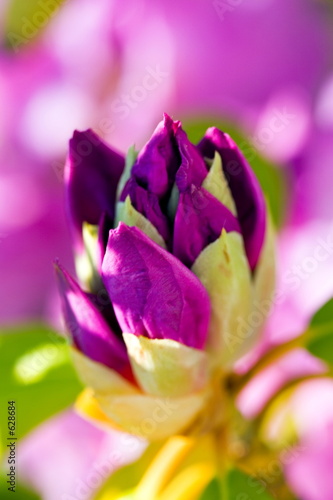 unfolding brilliance