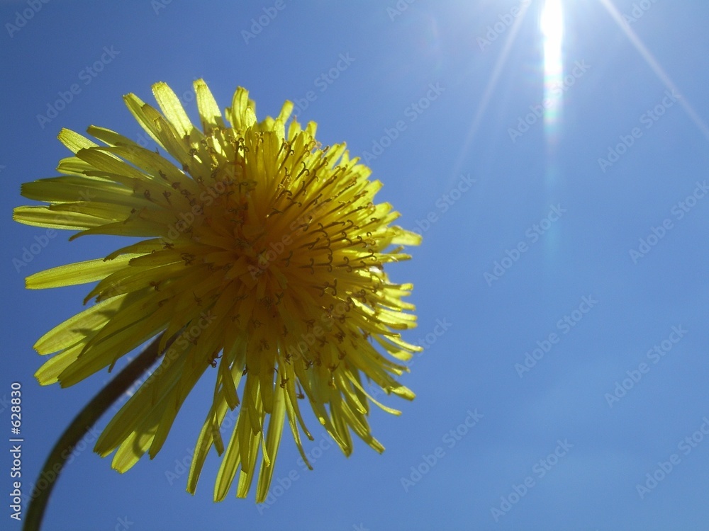 gelbe blume gelbe blume
