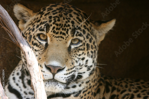 leopard look