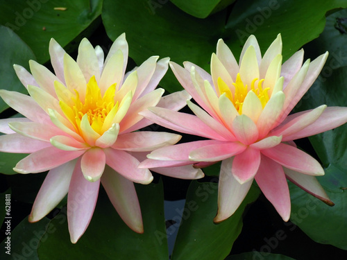 lily twins
