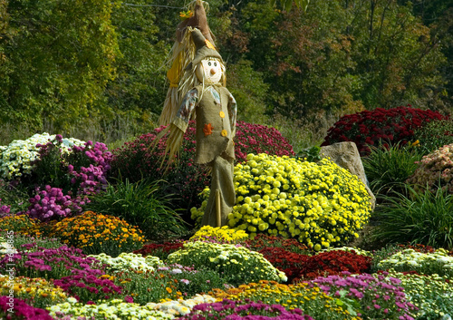 scarecrow and mums