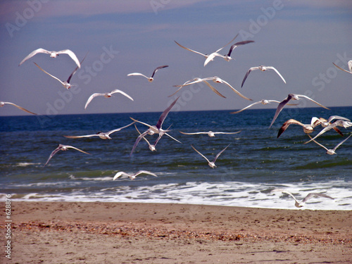 seagulls in flight