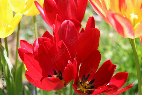 spring tulips 4