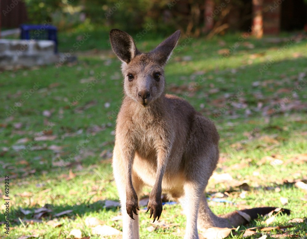 kangaroo