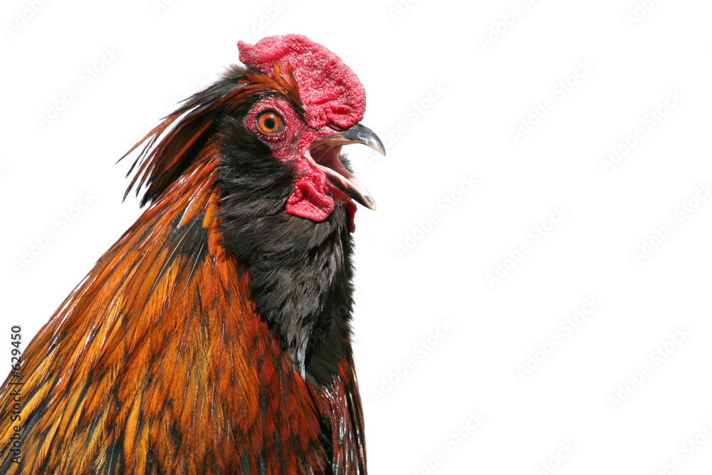 Φωτογραφία rooster crowing