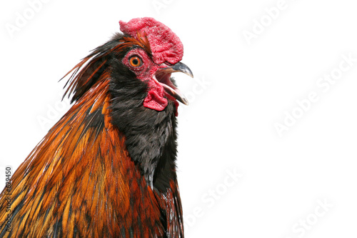 rooster crowing Fototapeta