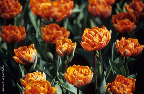 double orange tulips