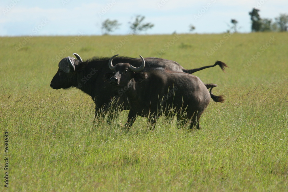 buffles s'enfuyant buffles s'enfuyant