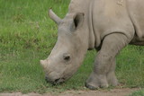 jeune rhino blanc portrait