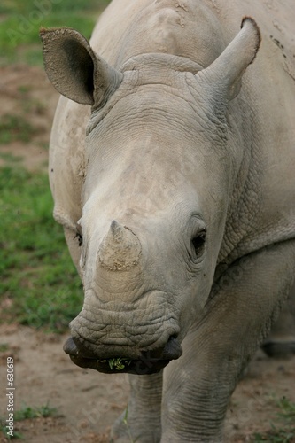 portrait de jeune rhinocéros blanc