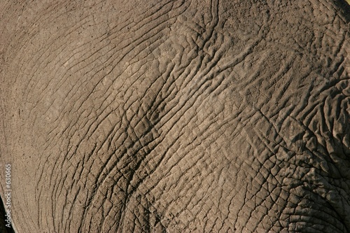 éléphant détail peau