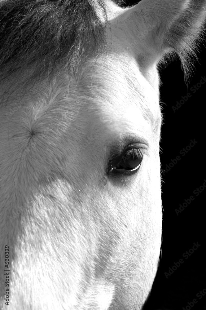 Fototapeta cheval blanc