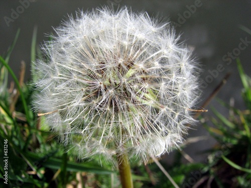 Fotografie make a wish