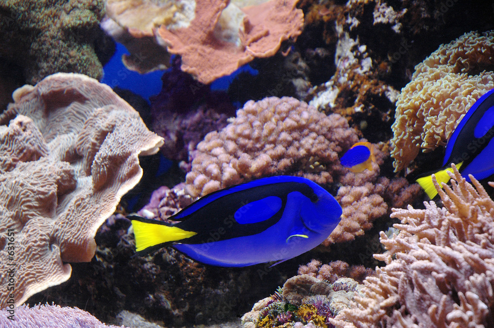 blue tang fish Stock Photo | Adobe Stock
