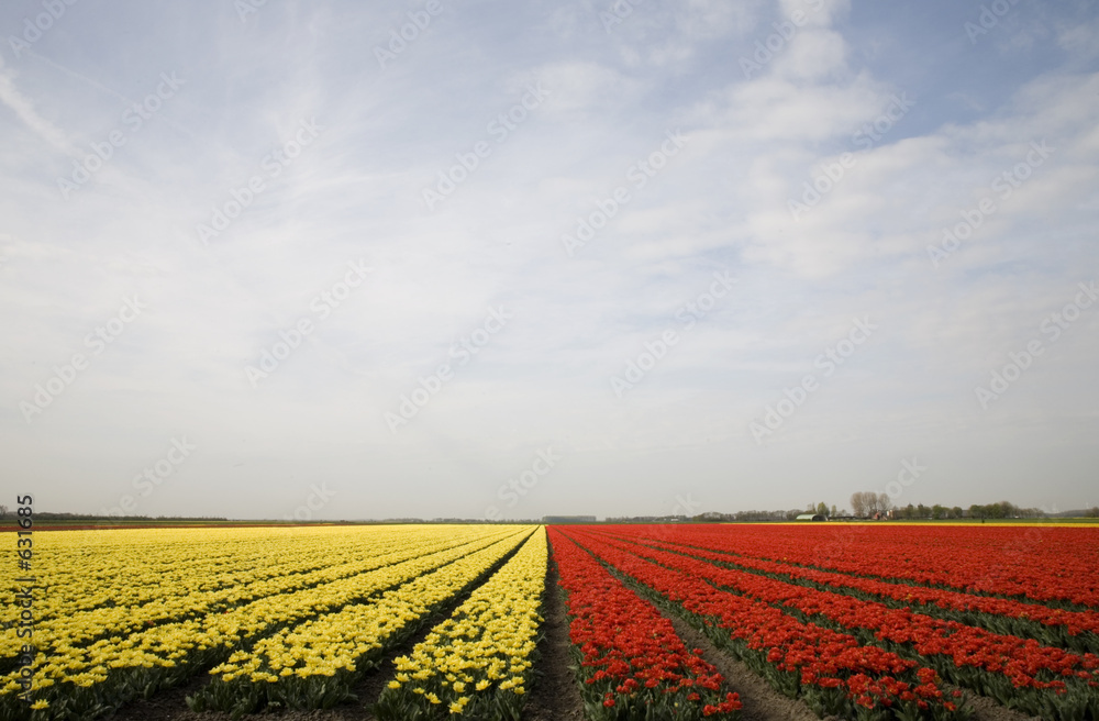 tulip field 10