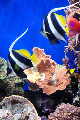 butterfly fish photo