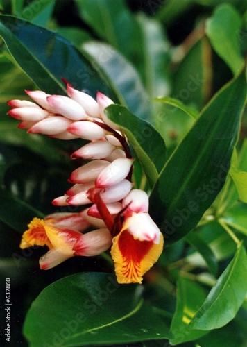 fleurs de guadeloupe